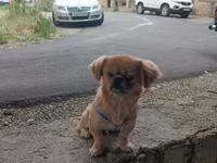 Cins: Pekinges (Pekingese) Rəng: açıq qəhvəyi/qızılı Cinsiyyəti: erkək — عکس 4