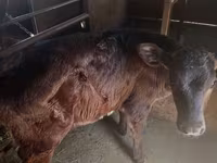 گاو و گوساله (گروه، جنسیت مشخص نشده), Russian Black pied cattle — عکس 3