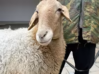Sheep, Awassi sheep — photo 8