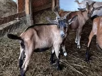 公山羊, Nubian Goat — 照片 1