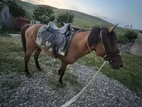 اسب نر, Azerbaijan horse — عکس 4