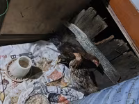 Chickens — foto 2