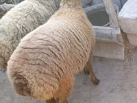 میش, گوسفند — عکس 1