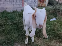 Kambing jantan, Gulabi goats — foto 1