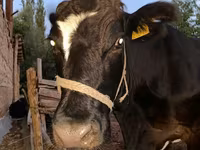 Lembu betina, Alatau breed — foto 5