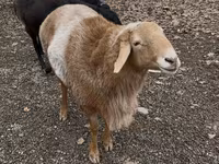 Kambing jantan, Sheep — foto 2