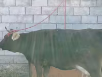 ላም, Latvian Blue cattle — ፎቶ 4