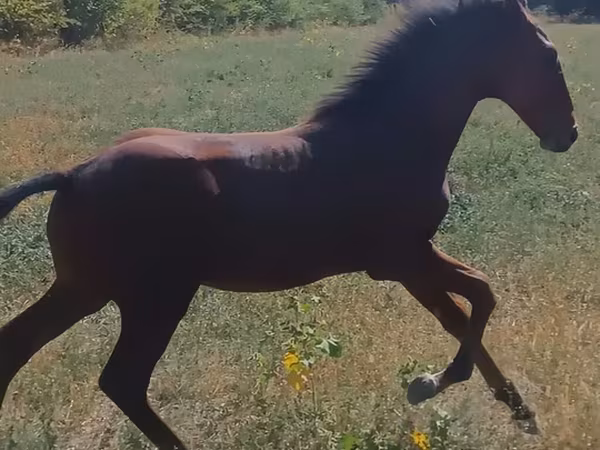 Kůň, Koně