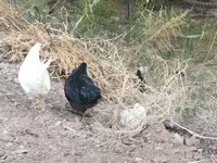 Chickens — foto 4