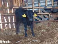 Lembu betina, Cattle — foto 3
