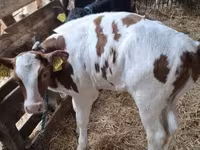 วัวตัวเมีย, Simmental cattle — รูปภาพ 8