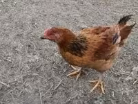 Chickens — fotografija 1
