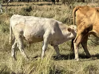 Bou, Vaca roșie fără coarne — foto 3