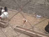 Chickens — fotografija 1
