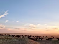 แกะตัวเมีย, Kazakh fat-tailed coarsewool sheep — รูปภาพ 2