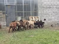 Ram, Rhon sheep — photo 3