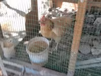 Chickens — عکس 4