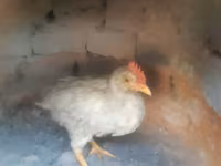 Chickens — عکس 4