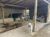 วัวตัวเมีย, Swiss cattle — รูปภาพ 1