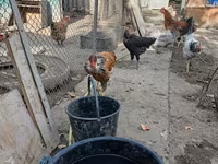 Chickens — الصورة 8
