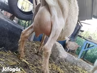 Koza, Saanen goat — foto 3