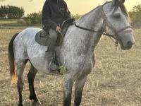 Kuda jantan, Horses — foto 1