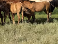 Hingst, Kazakh horse — foto 2