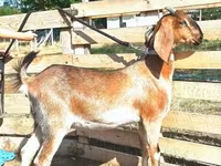 बकरी, Nubian Goat — फ़ोटो 1