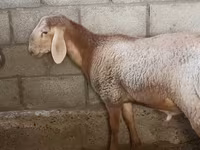 母羊, Arashan sheep — 照片 2