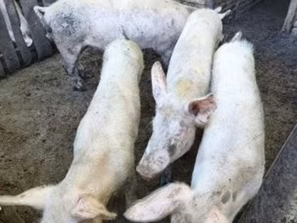 Cinghiale, Maiali