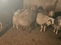 Ovan, Hissar sheep — fotografija 2