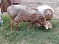 Montone, Arashan sheep — foto 2