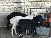 Koç, Koyunlar — foto 1