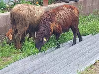 Montone, Pecore — foto 3