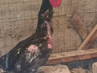 Chickens — foto 3