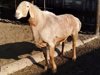 숫양, Hissar sheep — 사진 3