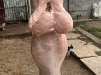 Baran, Owce — zdjęcie 5