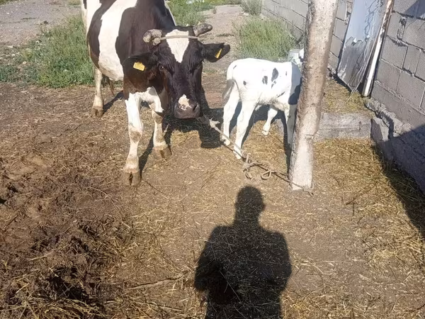 Cow, Russian Black pied cattle — Kyrgyzstan
