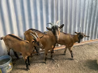 Goat, Goats — photo 2