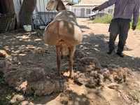 แกะตัวผู้, Hissar sheep — รูปภาพ 3