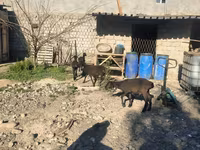 قوچ, گوسفند — عکس 5