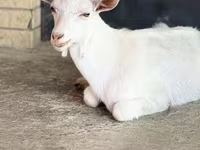Capra, Saanen goat — foto 8