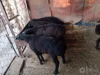 Domba jantan, Sheep — foto 3