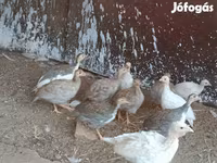 Guinea fowl — Foto 2