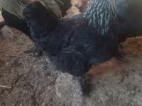 Chickens — 2-rasm