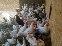 Chickens — foto 1