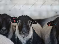 แกะตัวผู้, Dorper sheep — รูปภาพ 3