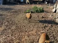 Får, Cameroon sheep — foto 2