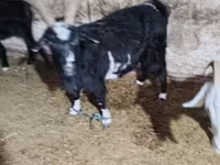 بز نر, Alpine goat — عکس 3