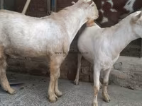 ছাগল, ছাগল — ছবি 4